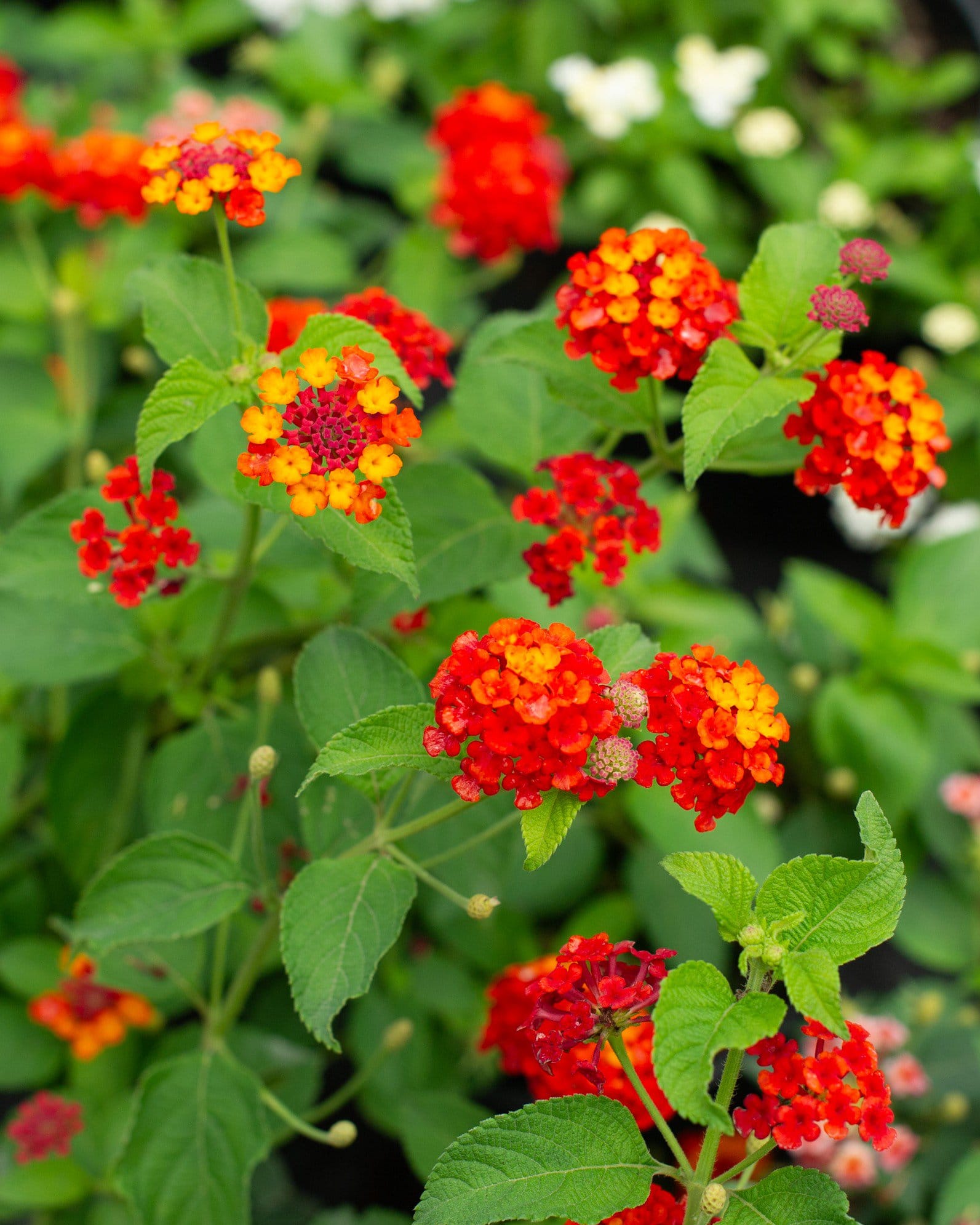 Dallas Red Lantana - view 5