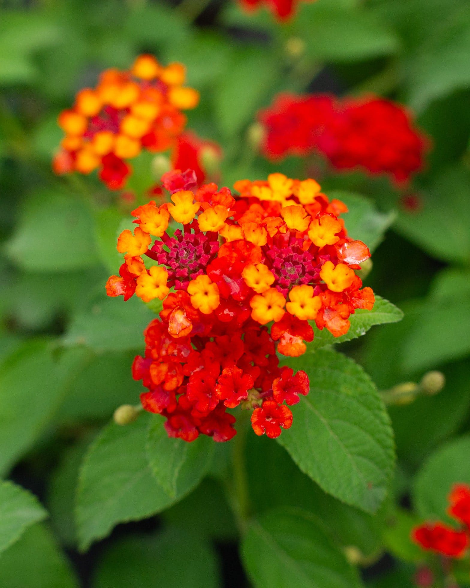 Dallas Red Lantana - view 2