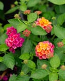Havana Pink Sky Lantana thumbnail 1