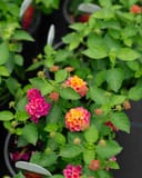 Havana Pink Sky Lantana thumbnail 3