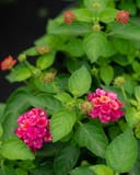 Havana Pink Sky Lantana thumbnail 4