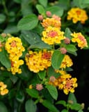 Landmark Citrus Lantana thumbnail 1