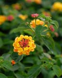 Landmark Citrus Lantana thumbnail 2