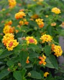 Landmark Citrus Lantana thumbnail 4
