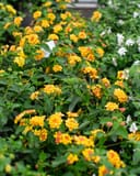 Landmark Citrus Lantana thumbnail 6