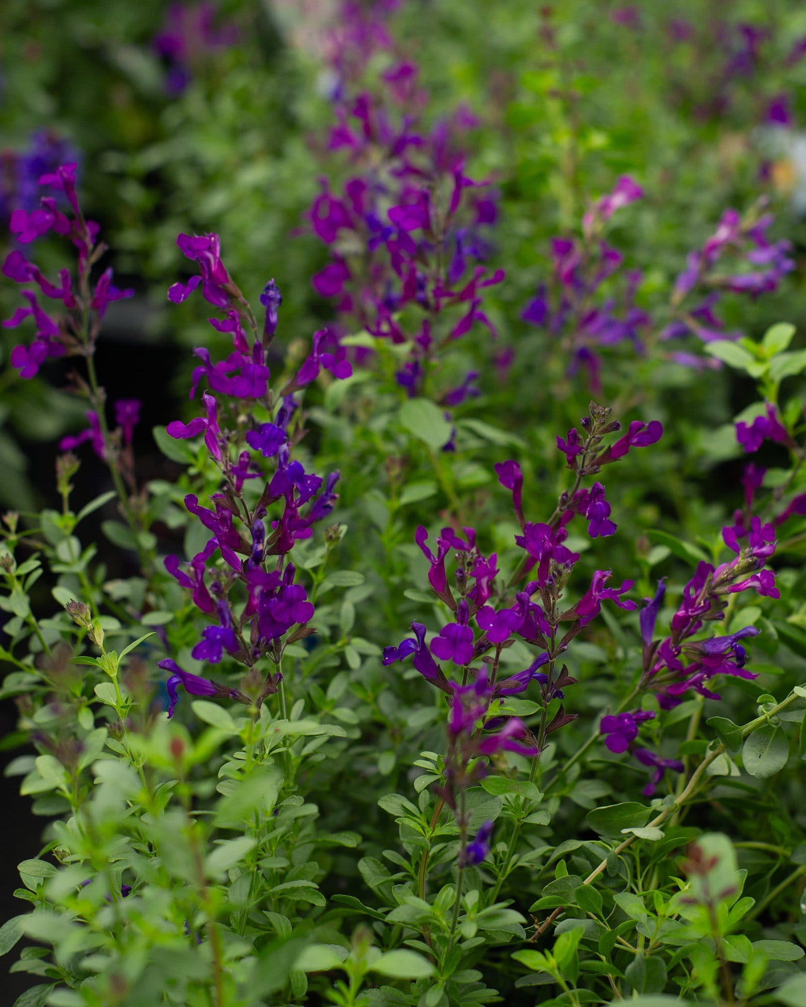 Mirage Deep Purple Salvia Greggii
