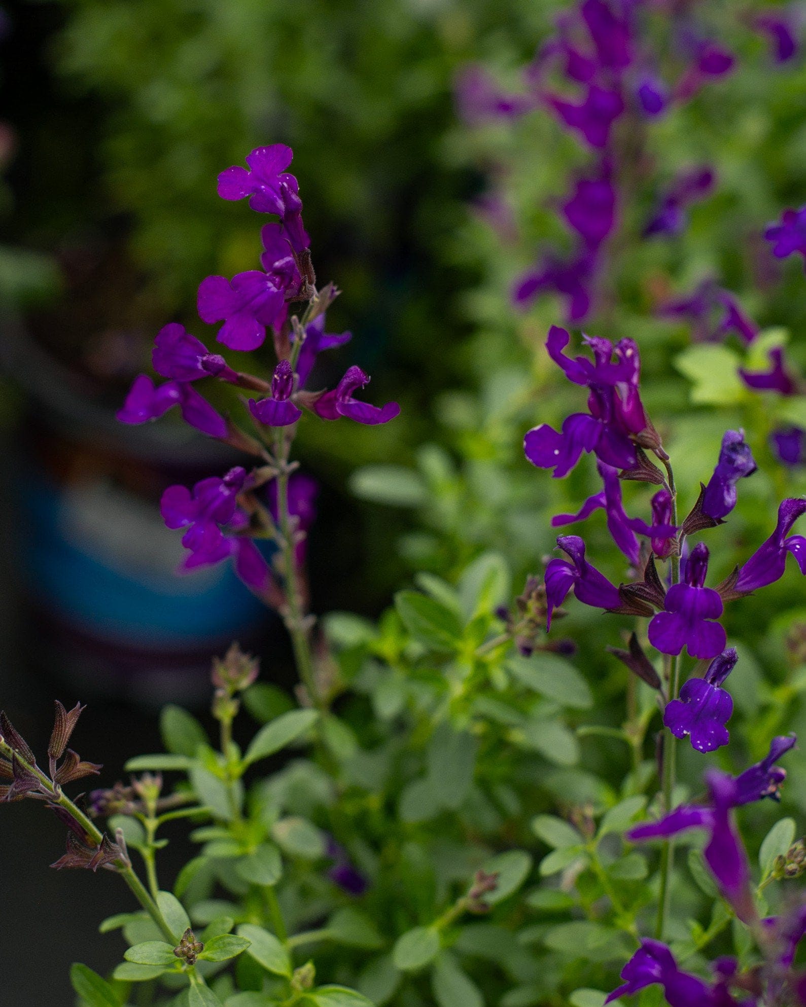 Mirage Deep Purple Salvia Greggii - view 2