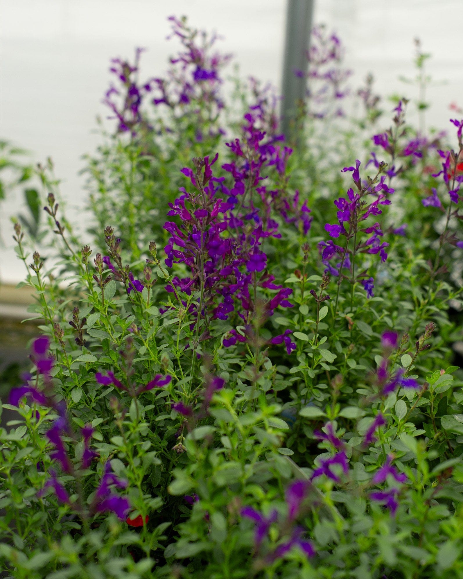Mirage Deep Purple Salvia Greggii - view 4
