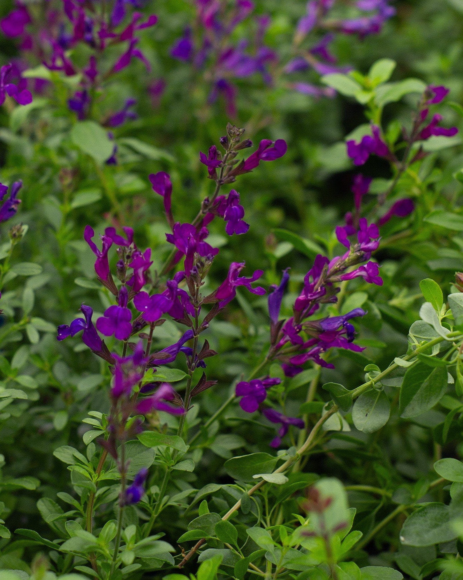 Mirage Deep Purple Salvia Greggii - view 5
