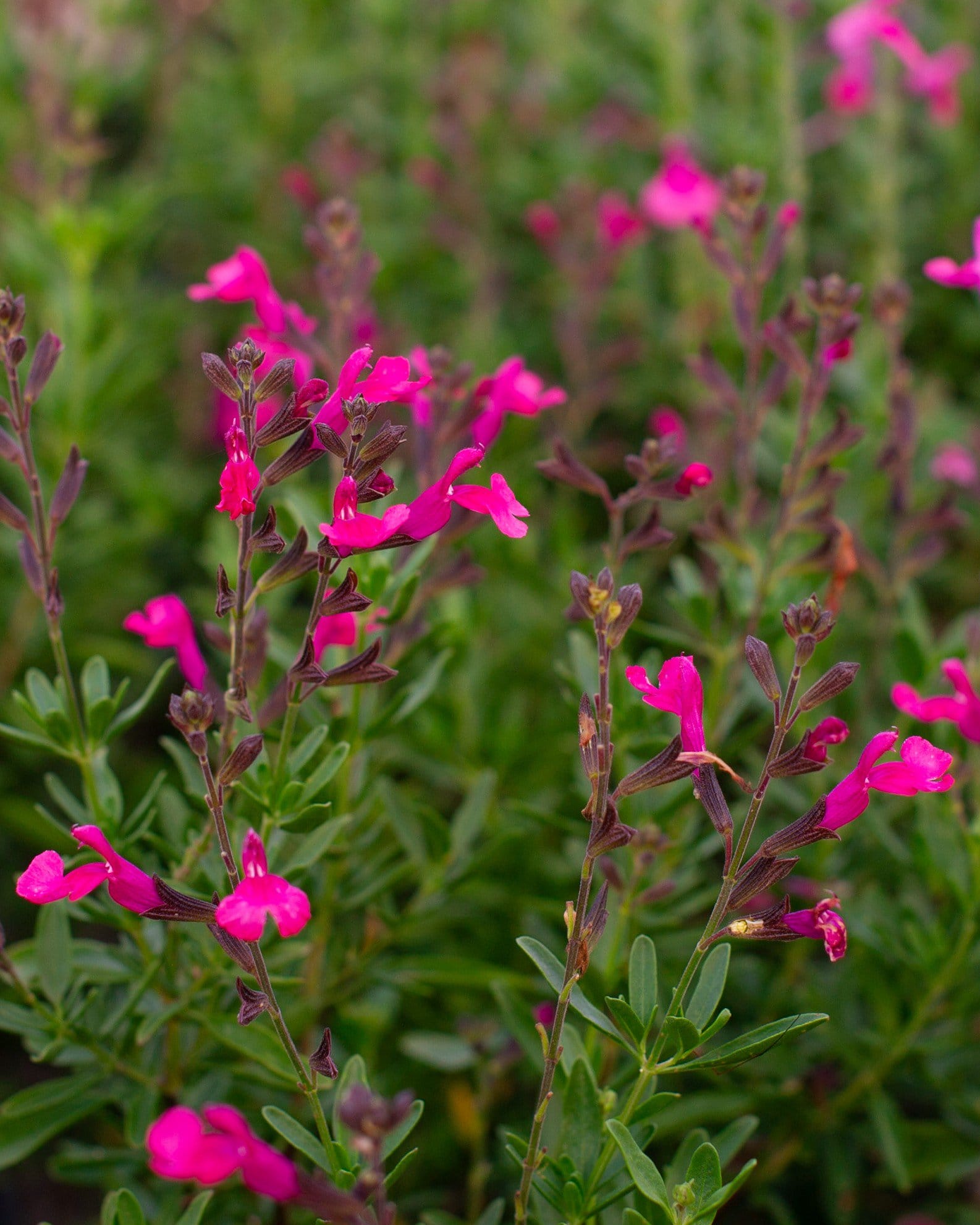Pink Salvia Greggii