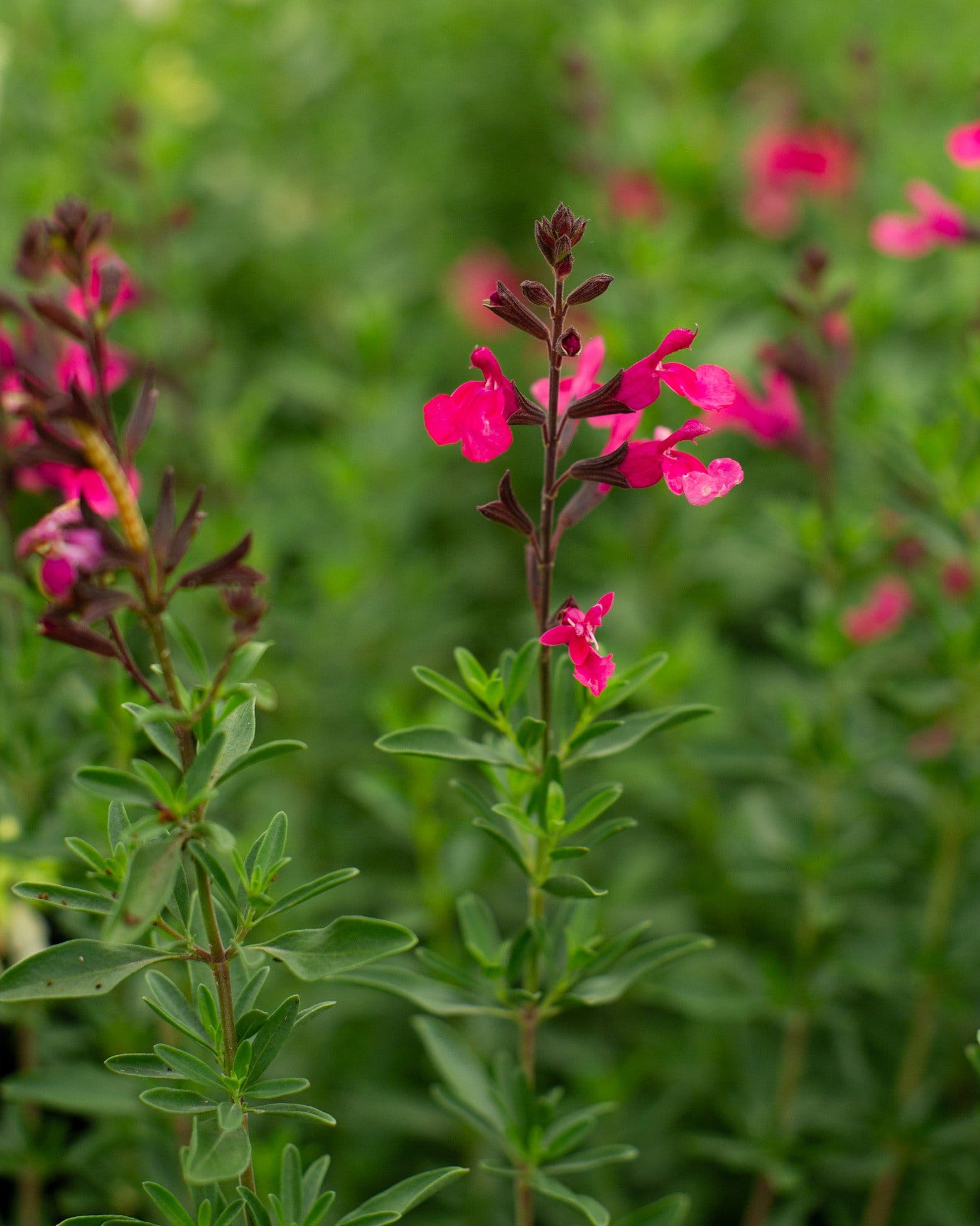 Pink Salvia Greggii - view 2