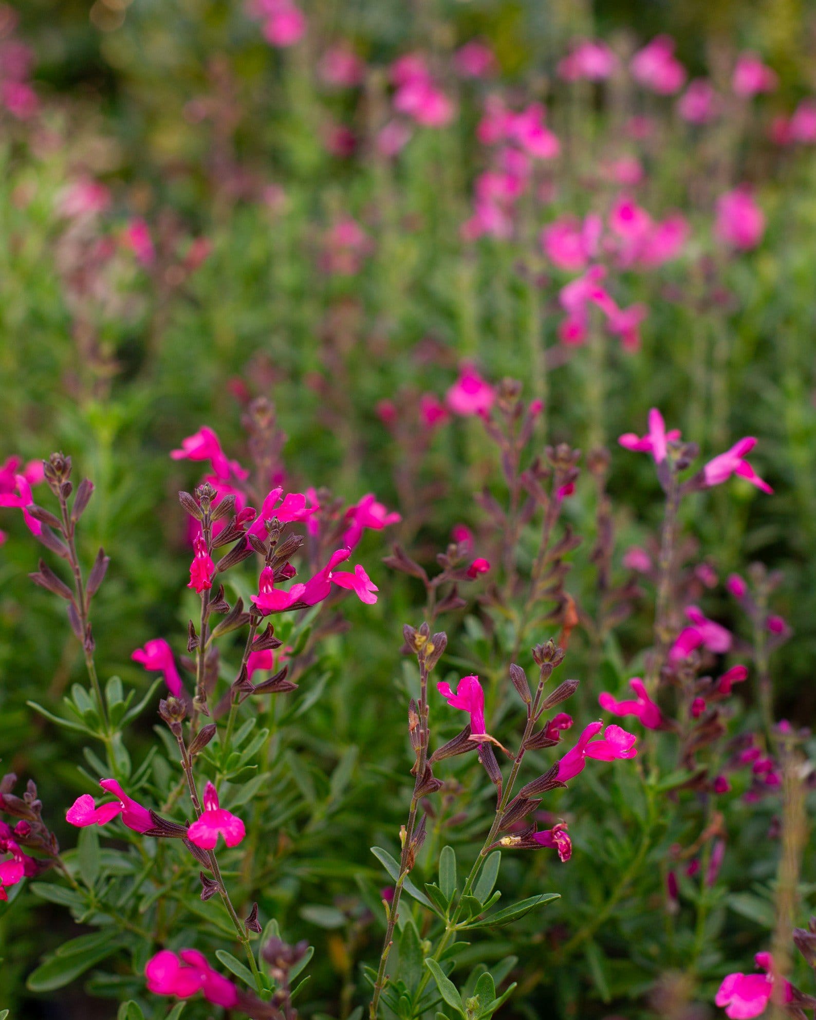 Pink Salvia Greggii - view 3