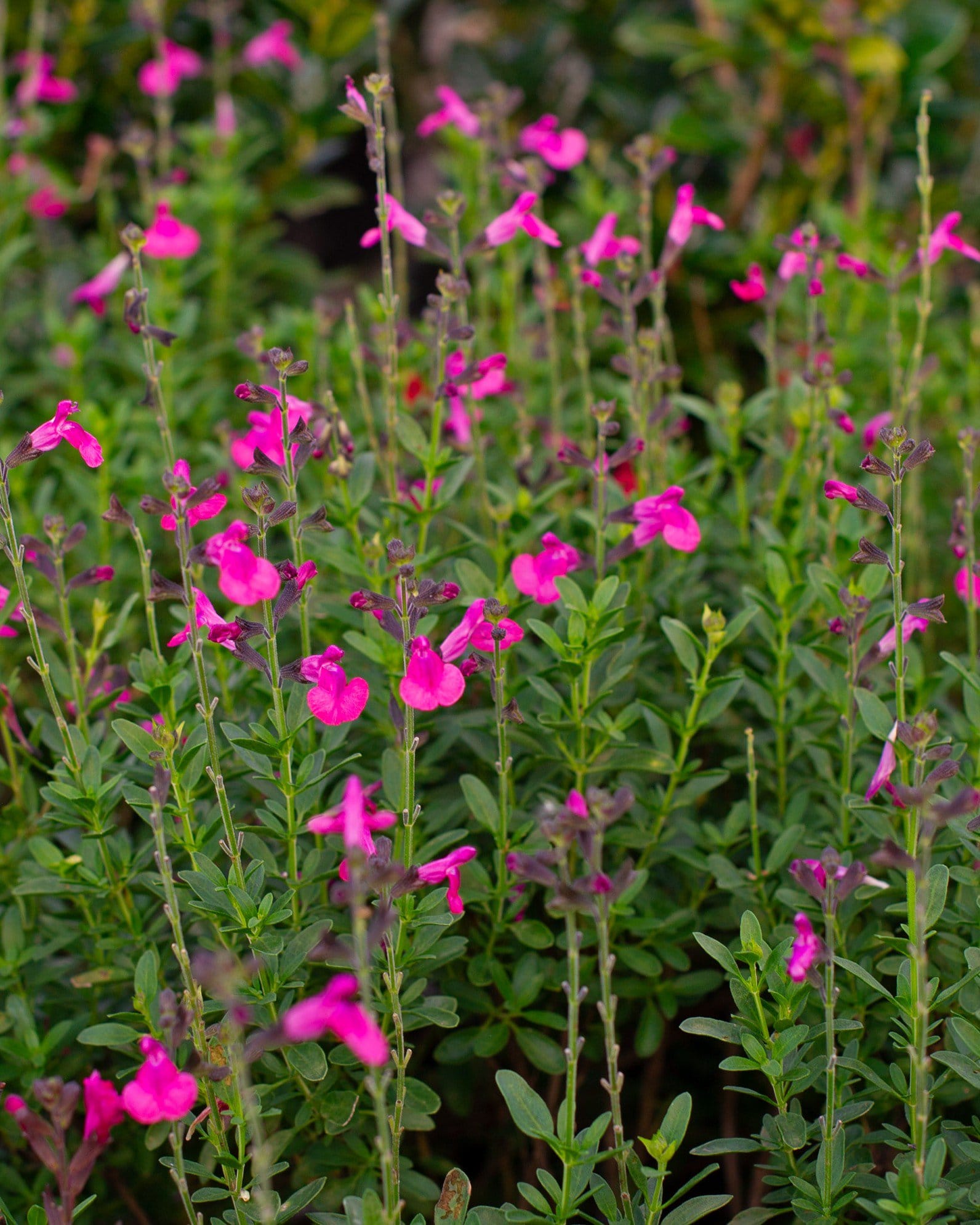 Pink Salvia Greggii - view 4