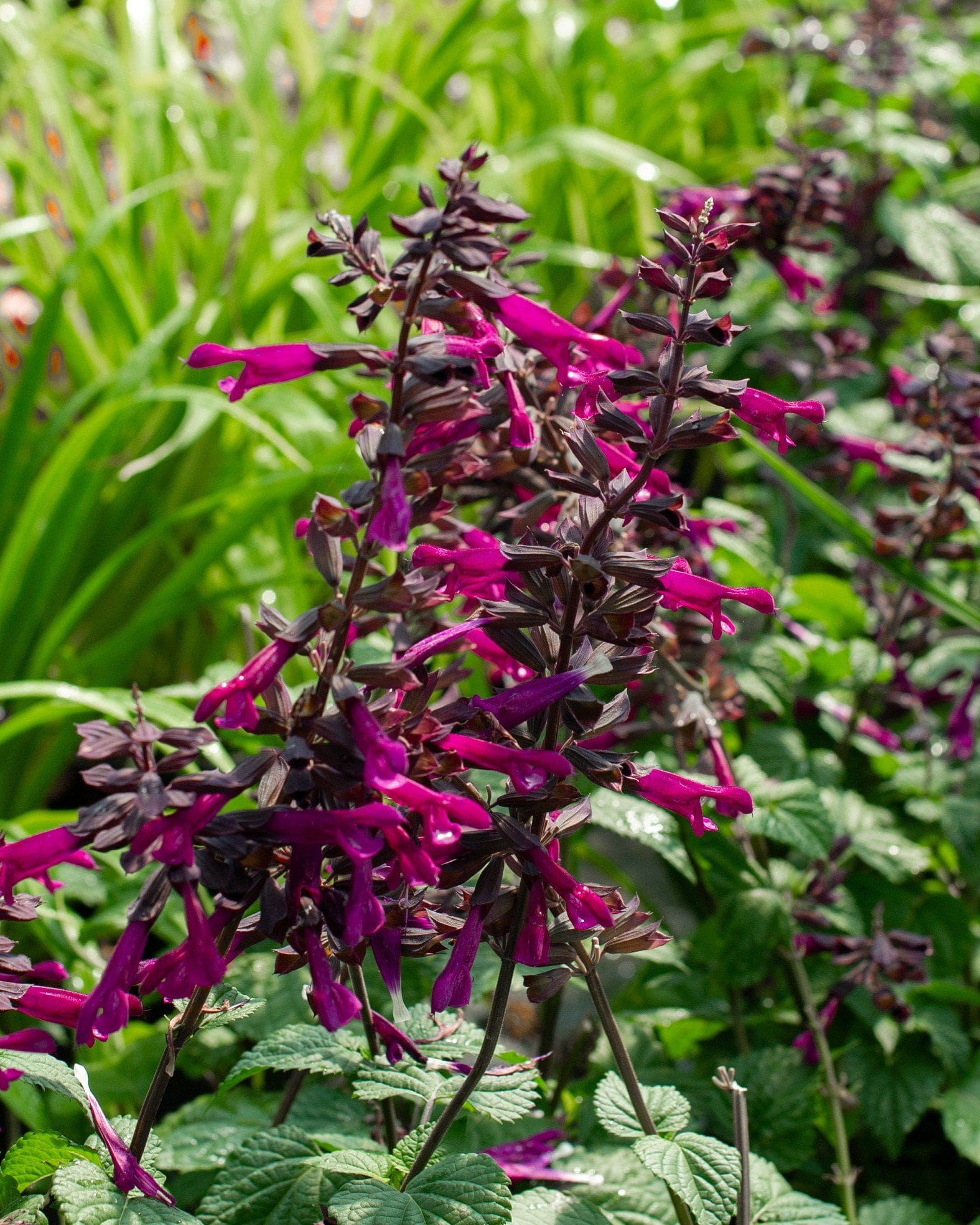 Plum Crazy Salvia