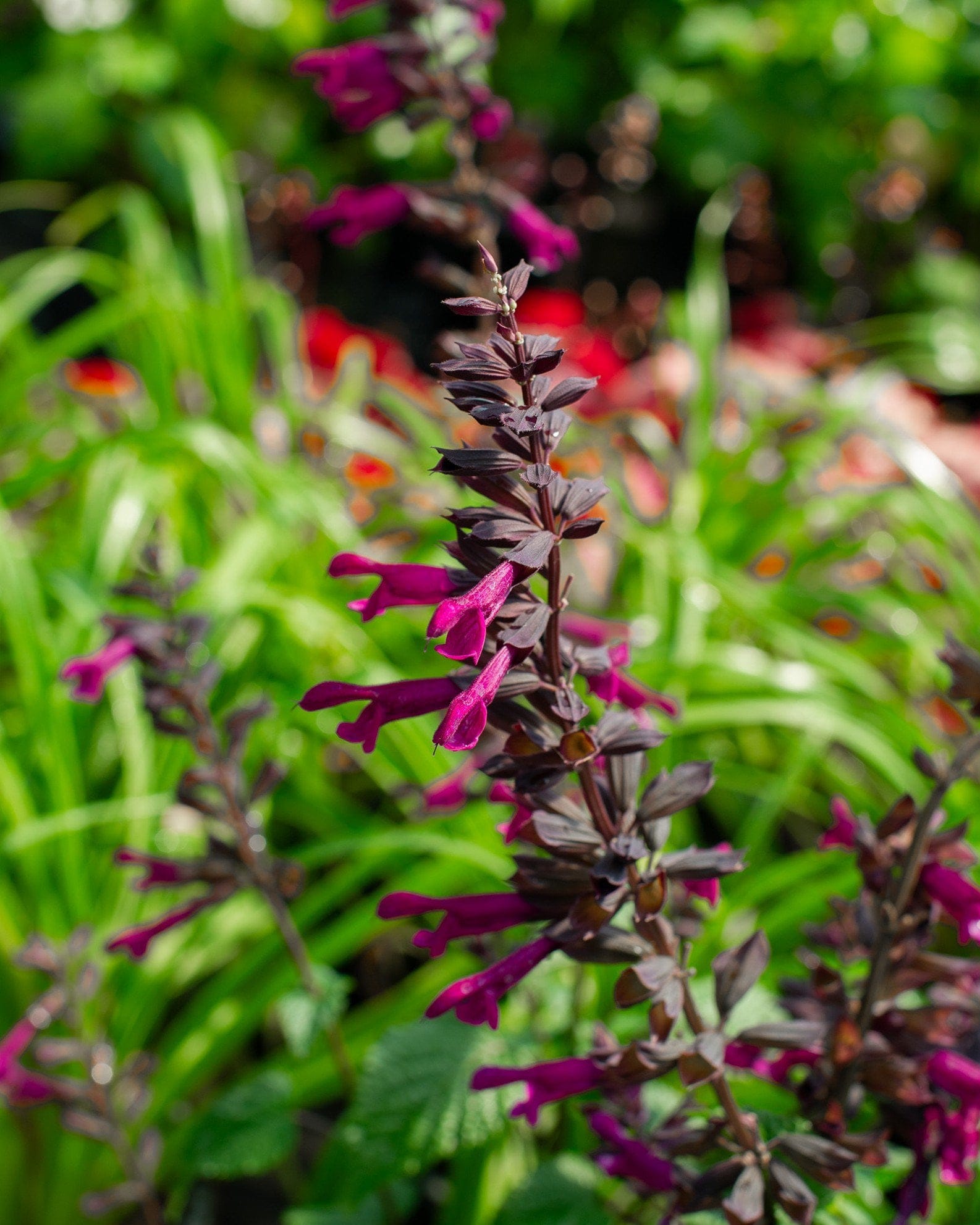 Plum Crazy Salvia - view 2