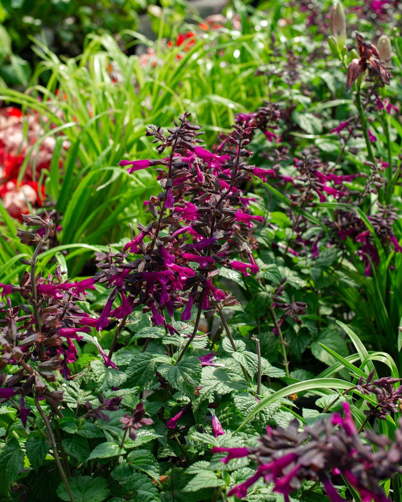 Plum Crazy Salvia - view 3