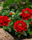 Empress Sun Red Verbena thumbnail 1