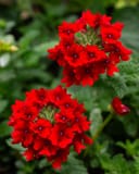 Empress Sun Red Verbena thumbnail 3