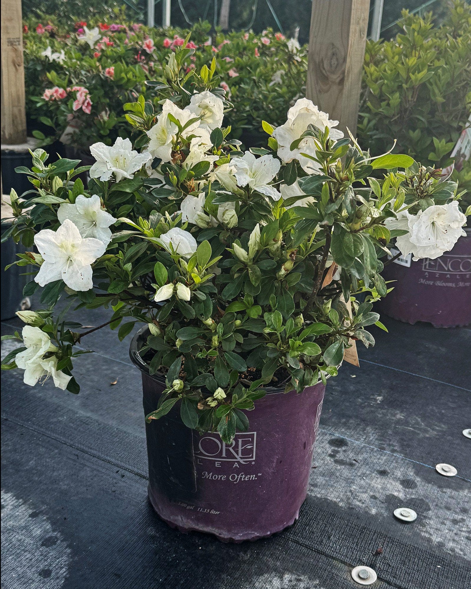 Encore Azalea Autumn Angel - view 2