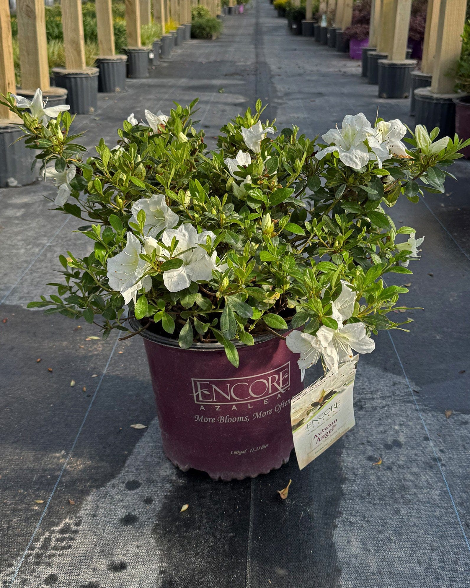 Encore Azalea Autumn Angel - view 3