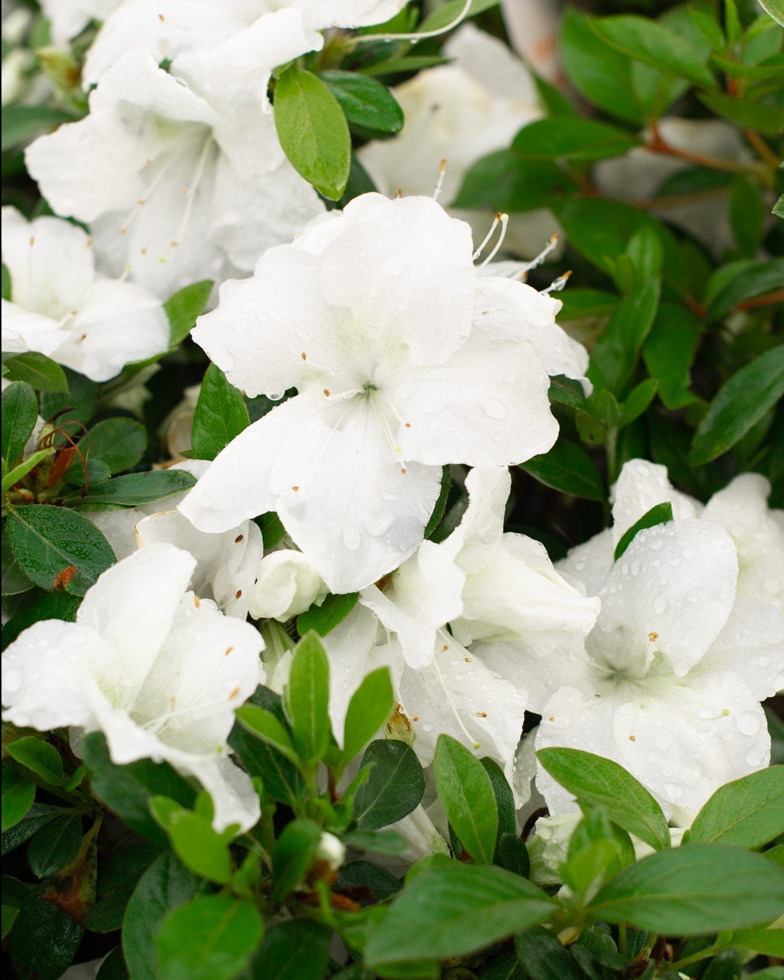 Encore Azalea Autumn Angel - view 5