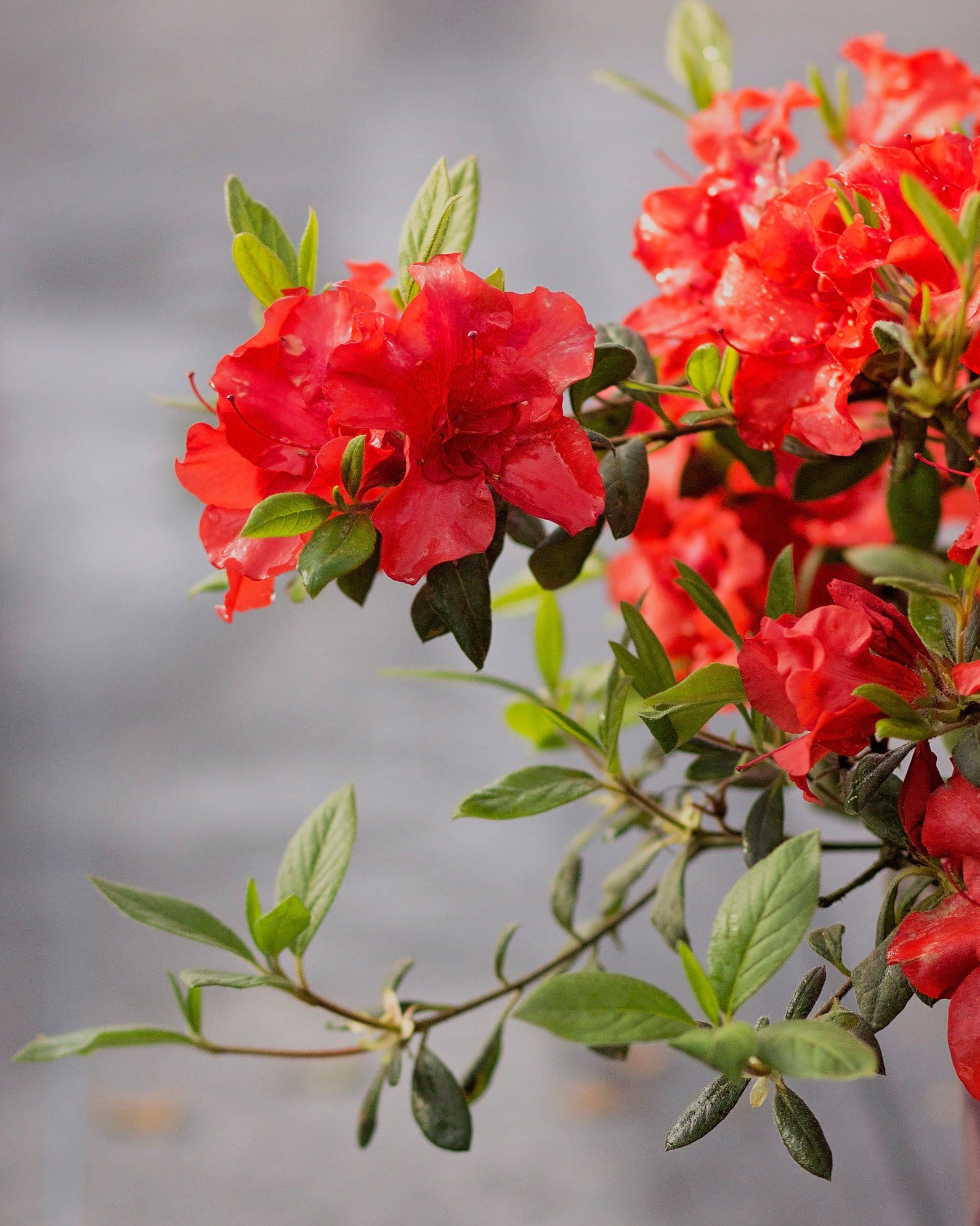 Encore Azalea Autumn Embers - view 3