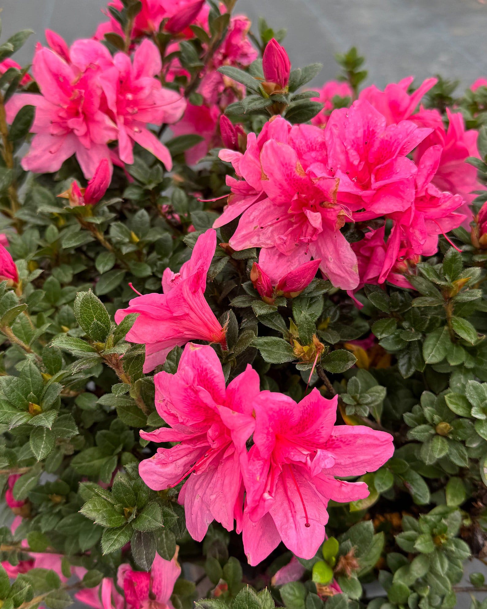 Encore Azalea Autumn Empress