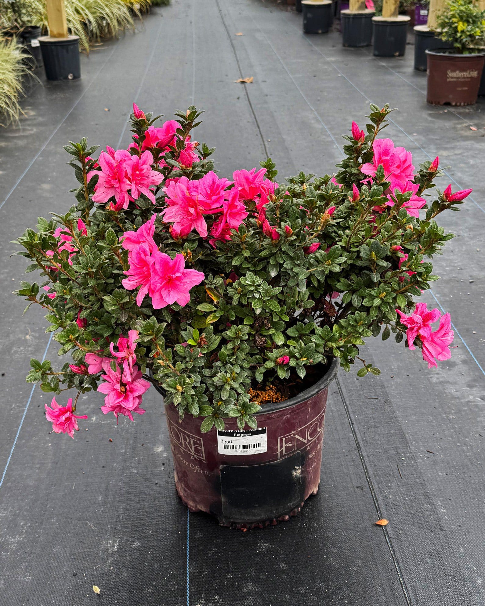 Encore Azalea Autumn Empress - view 2