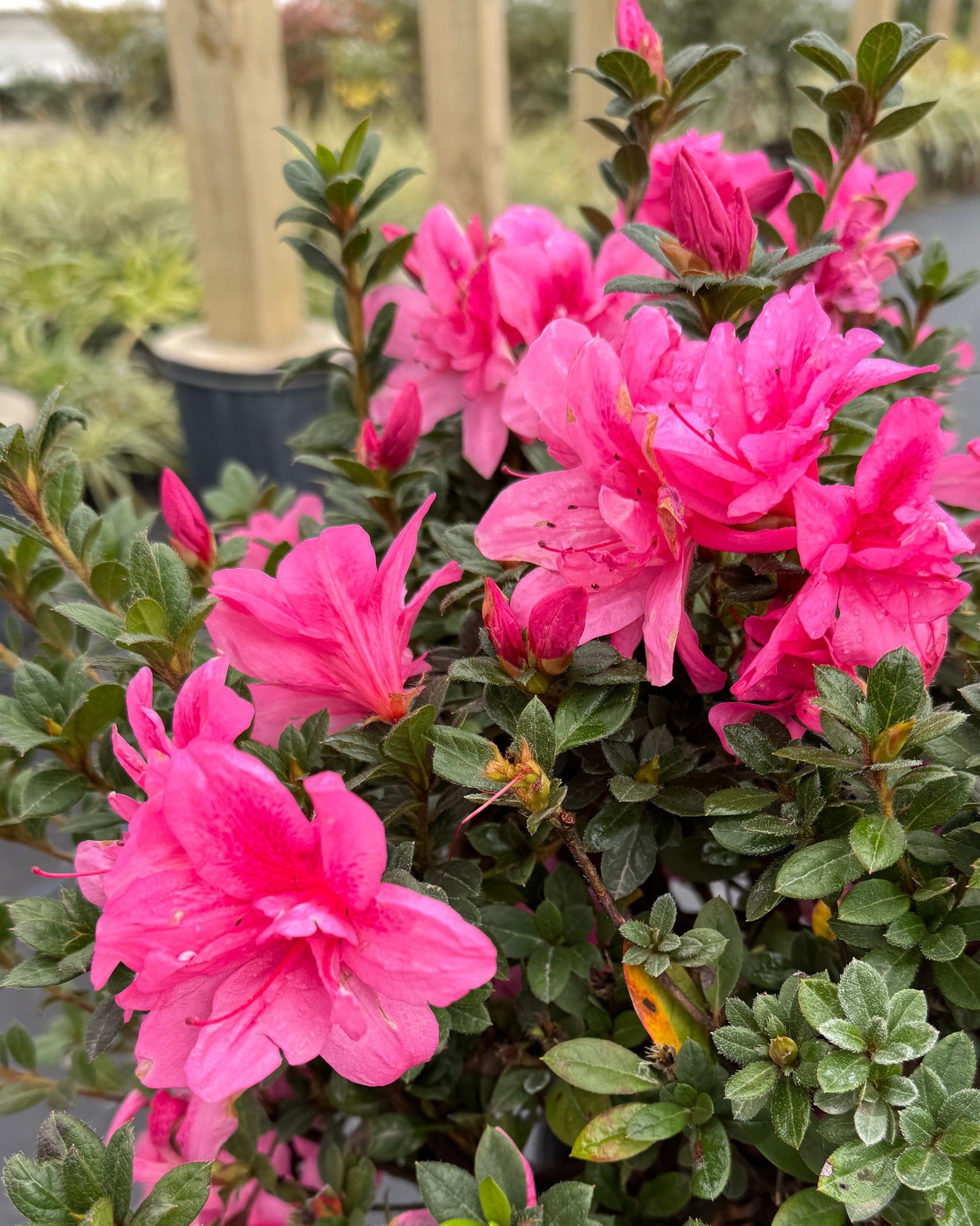 Encore Azalea Autumn Empress - view 4