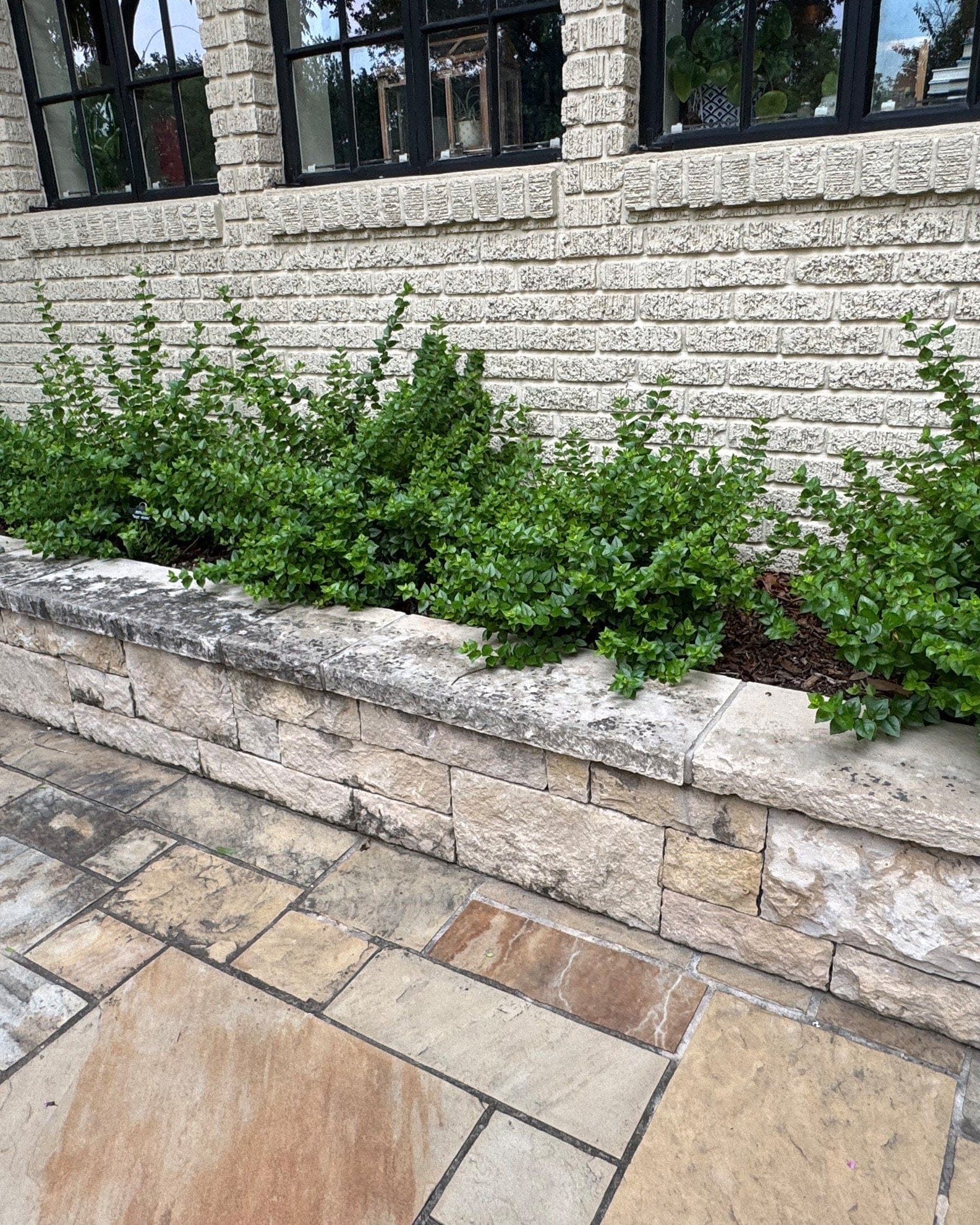 Glossy Abelia - view 2