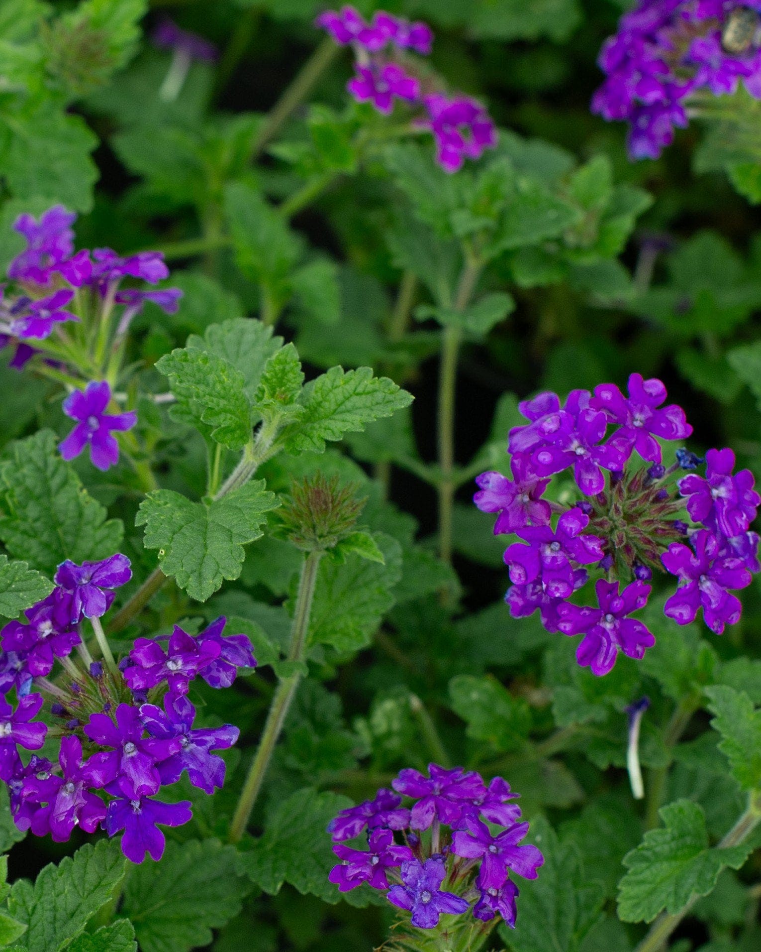 Homestead Purple Verbena
