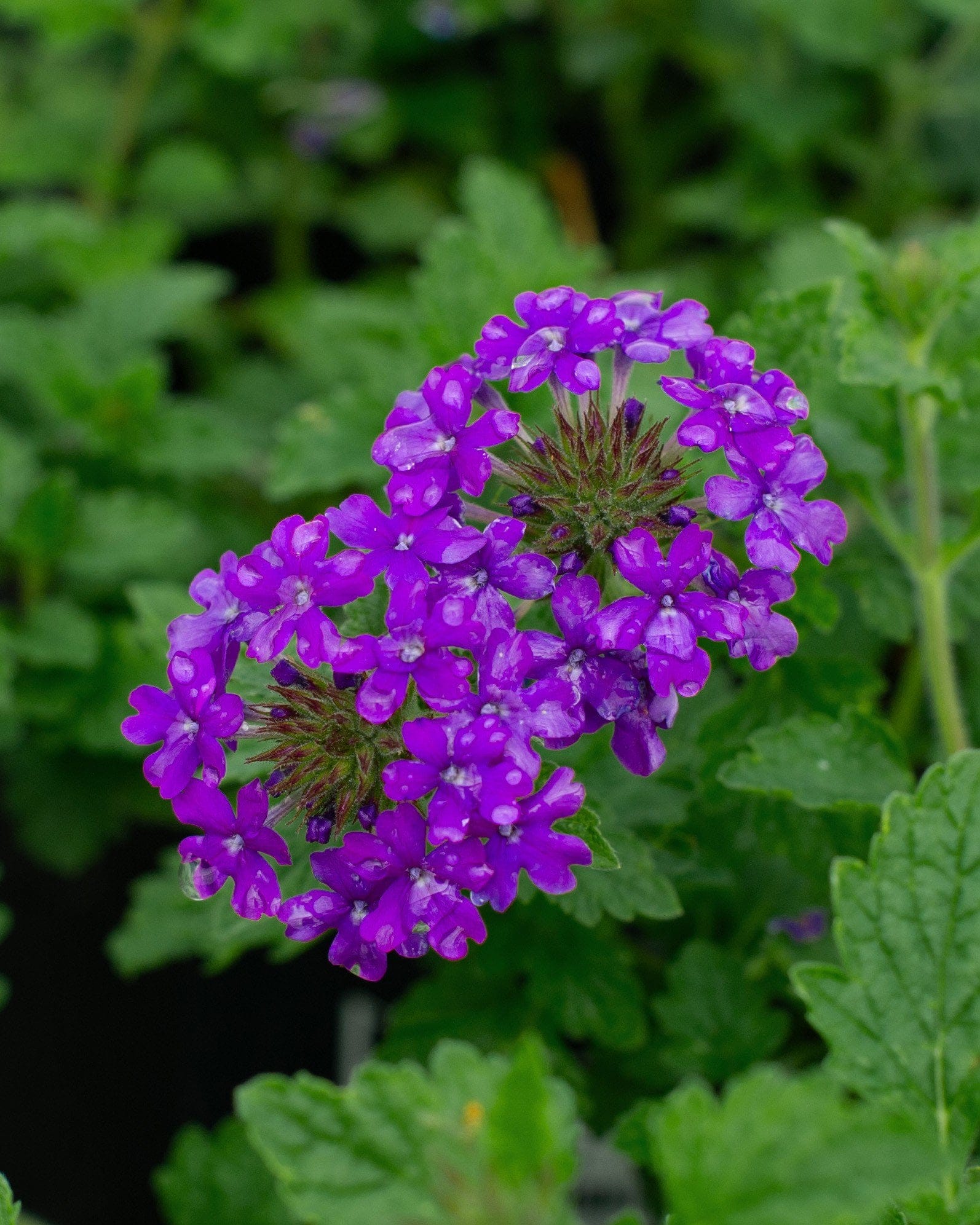 Homestead Purple Verbena - view 2