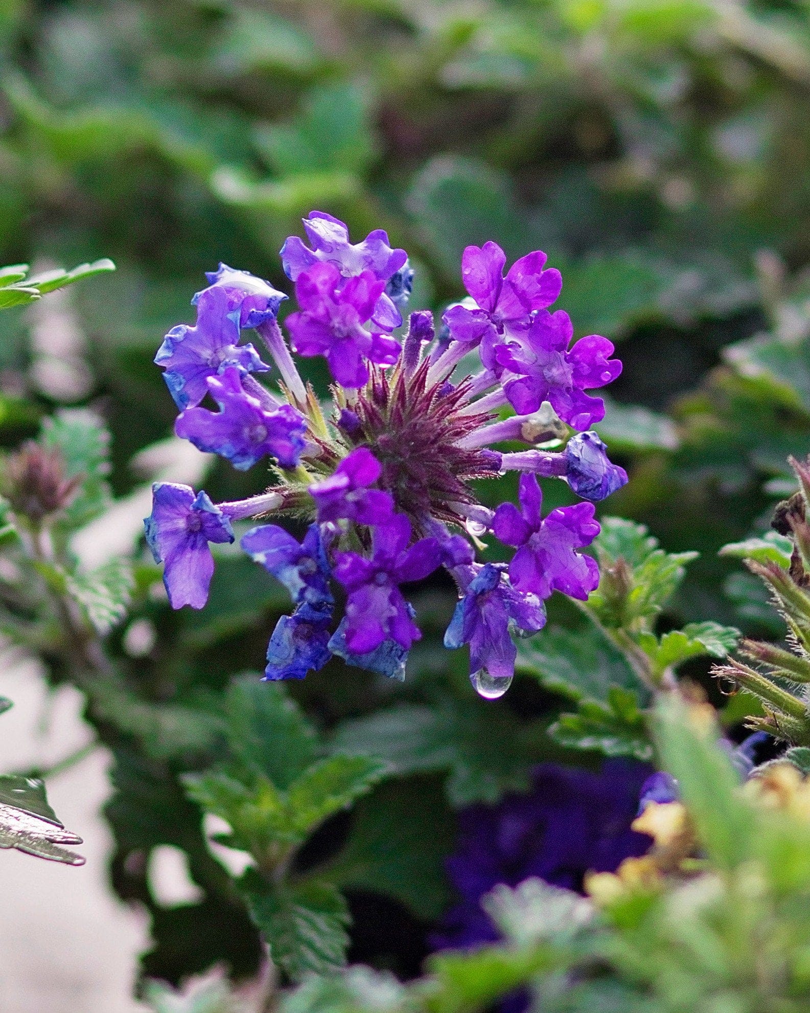 Homestead Purple Verbena - view 3
