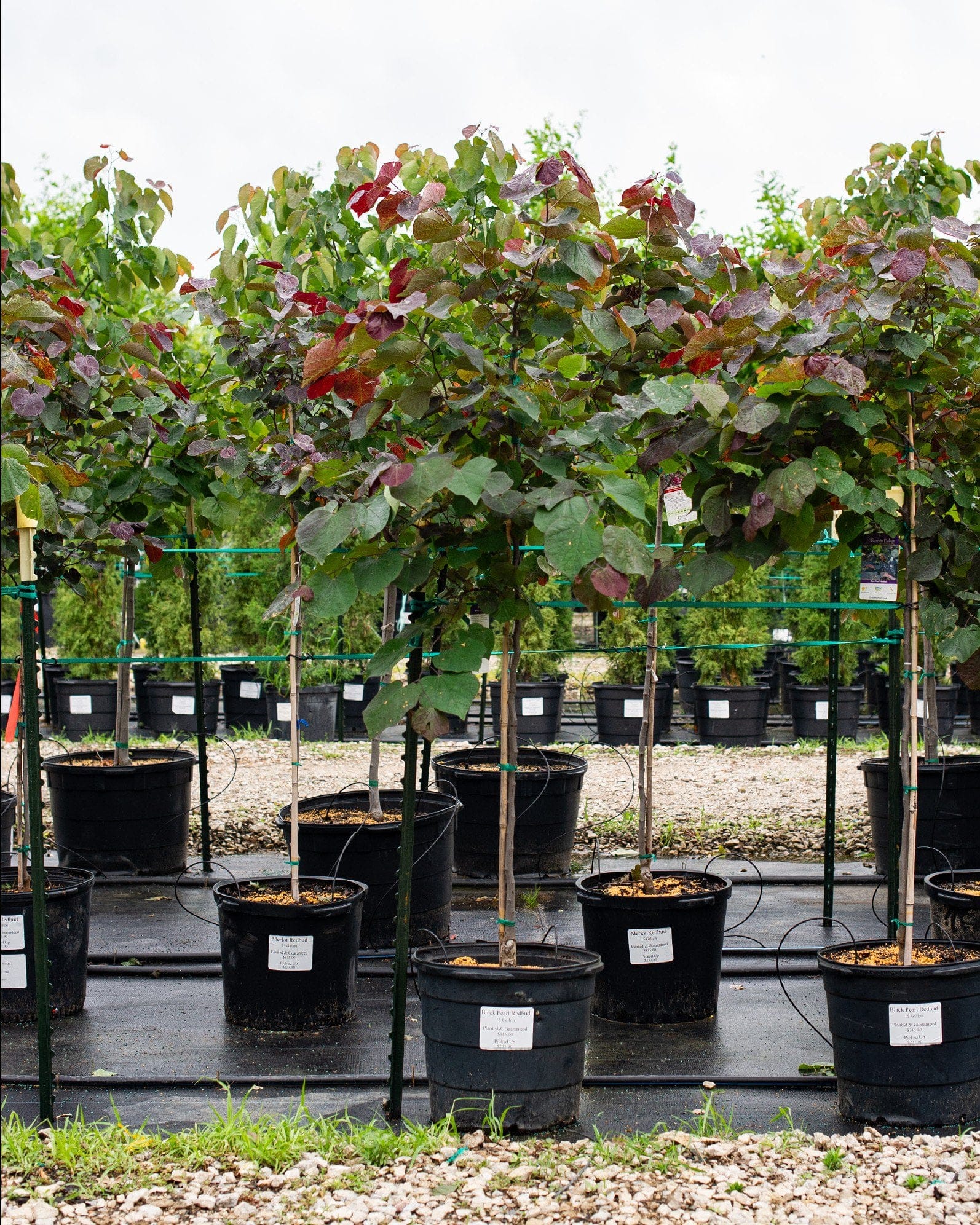 Black Pearl Redbud - view 2