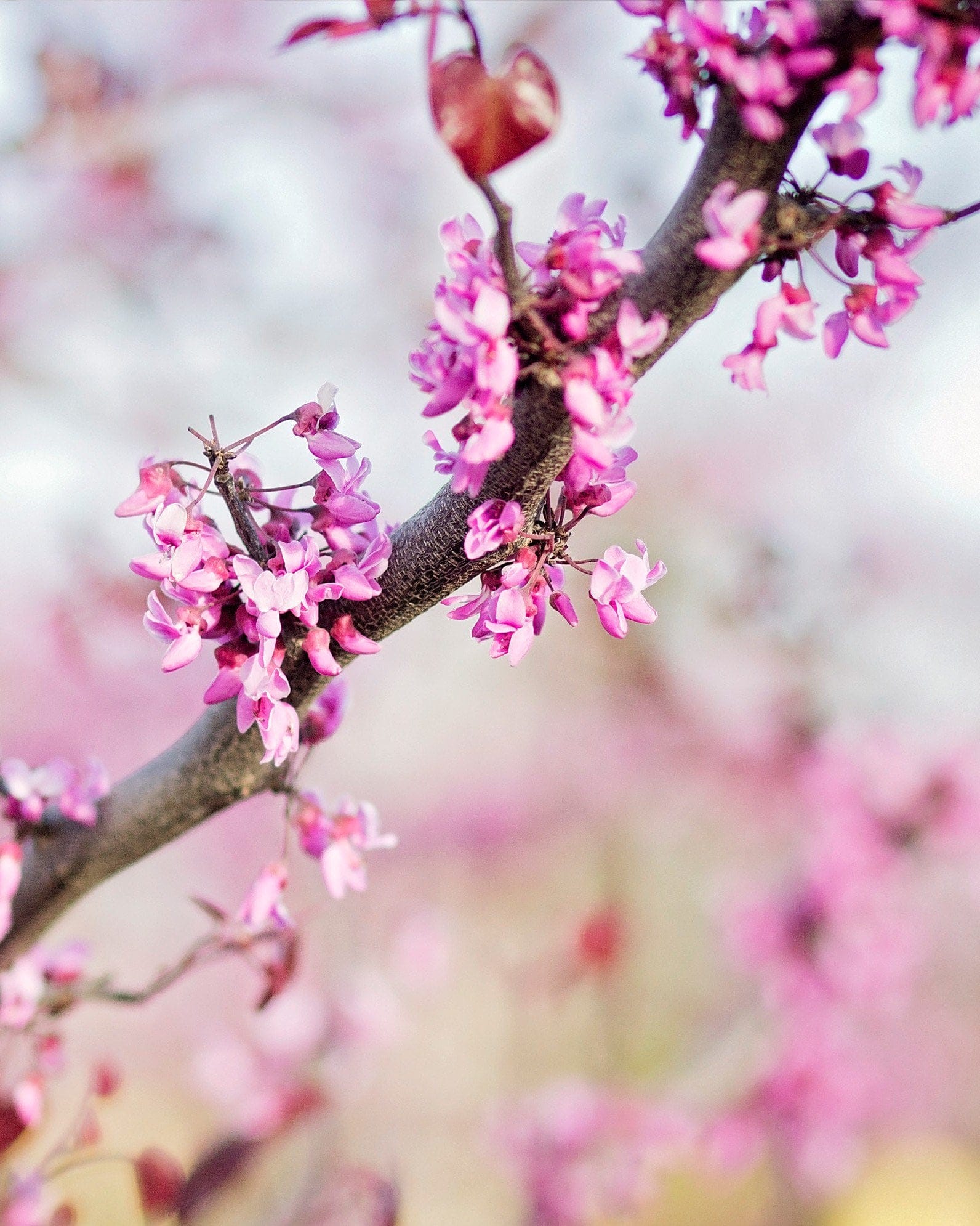 Black Pearl Redbud - view 3