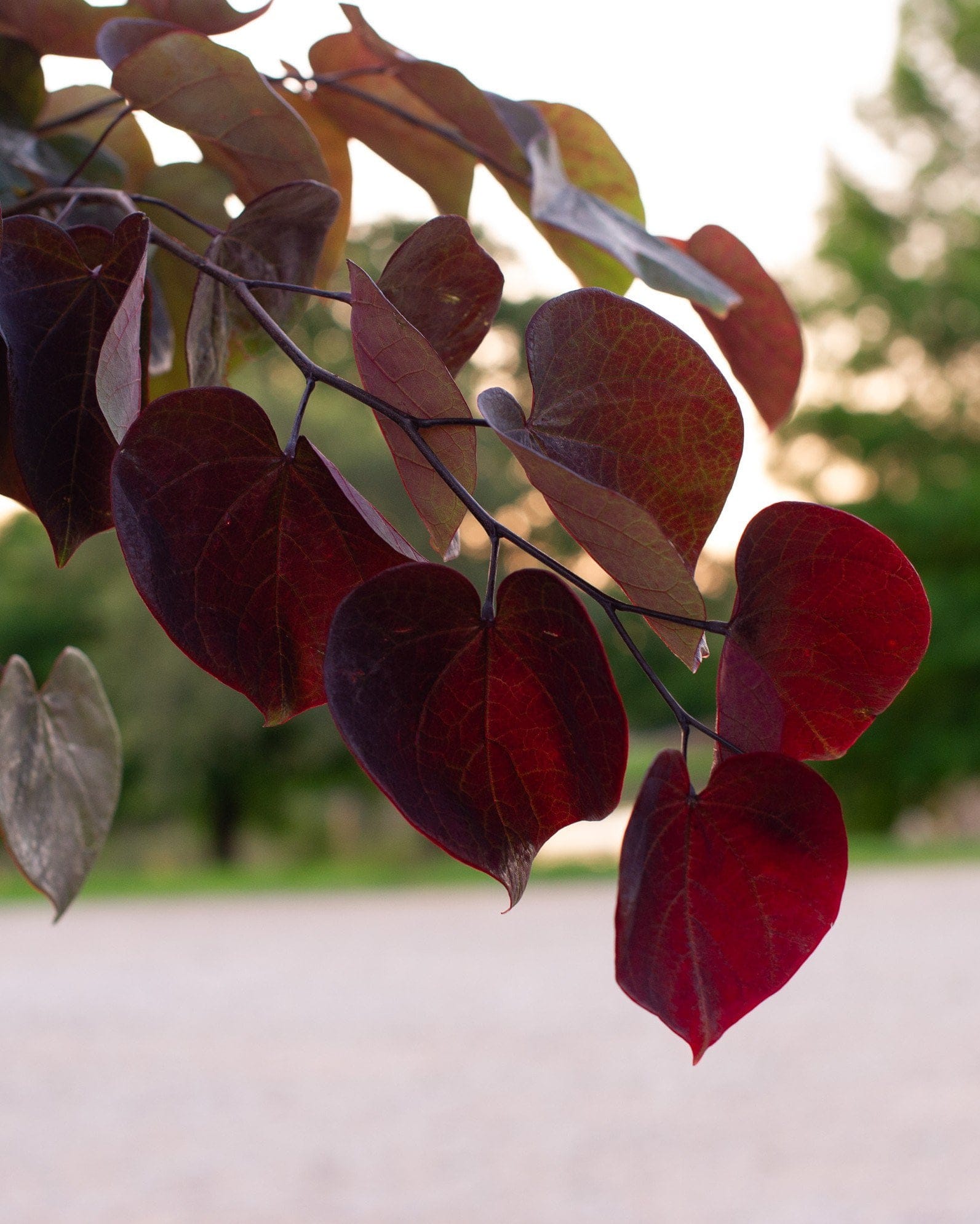 Black Pearl Redbud - view 4
