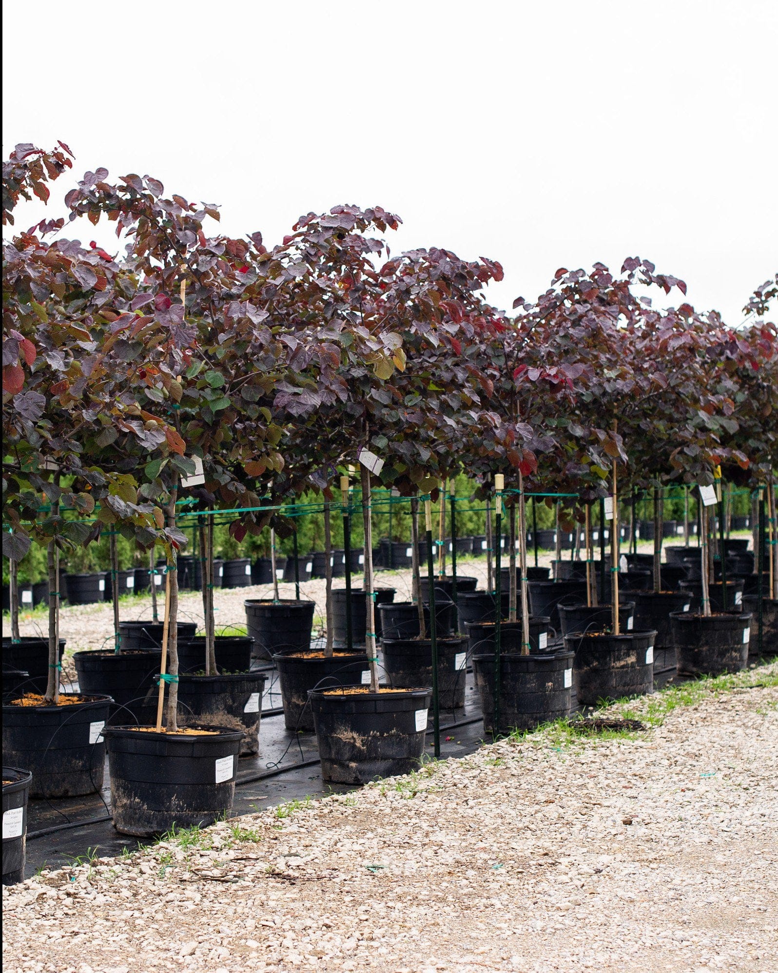 Black Pearl Redbud - view 5