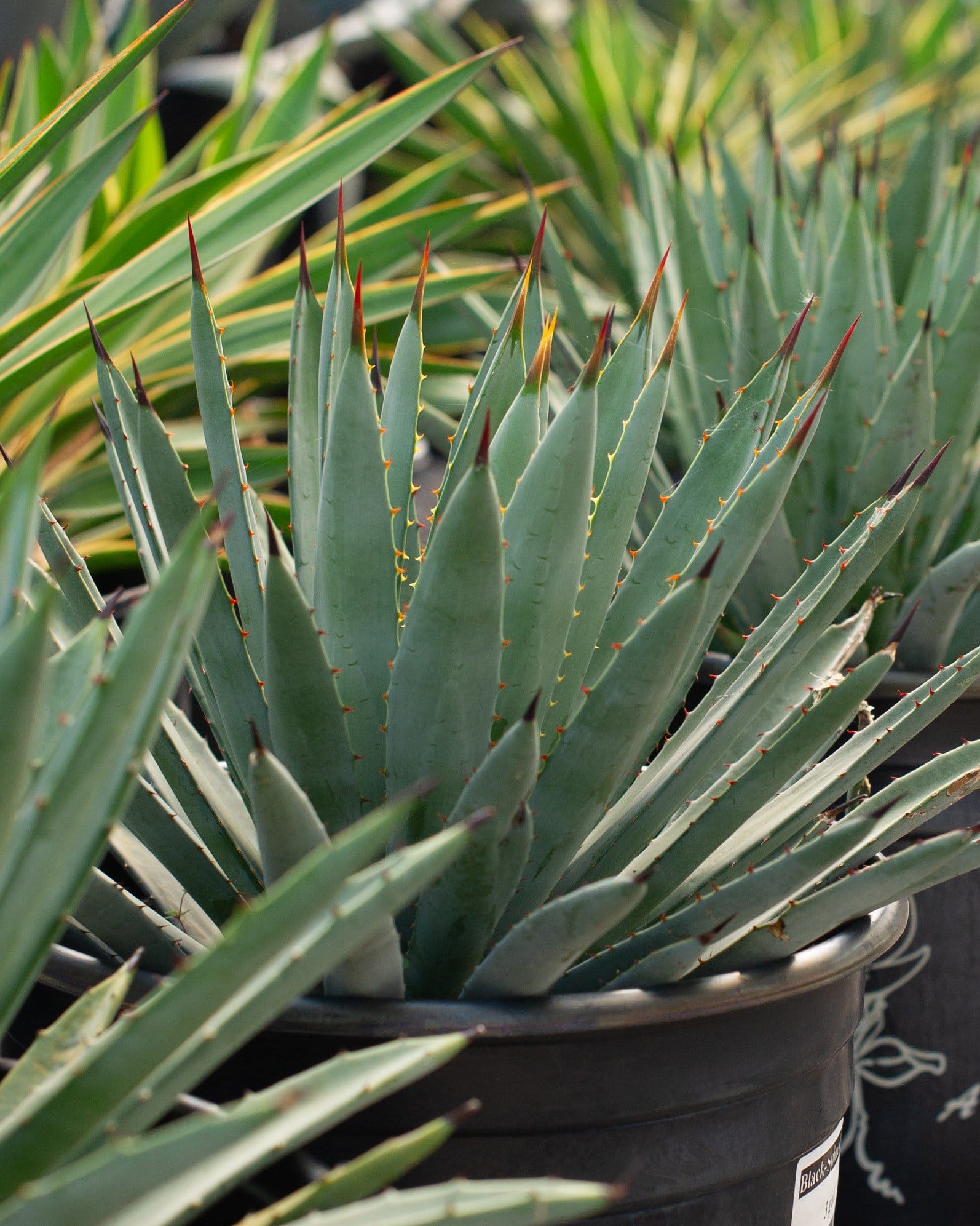 Black-Spined Agave