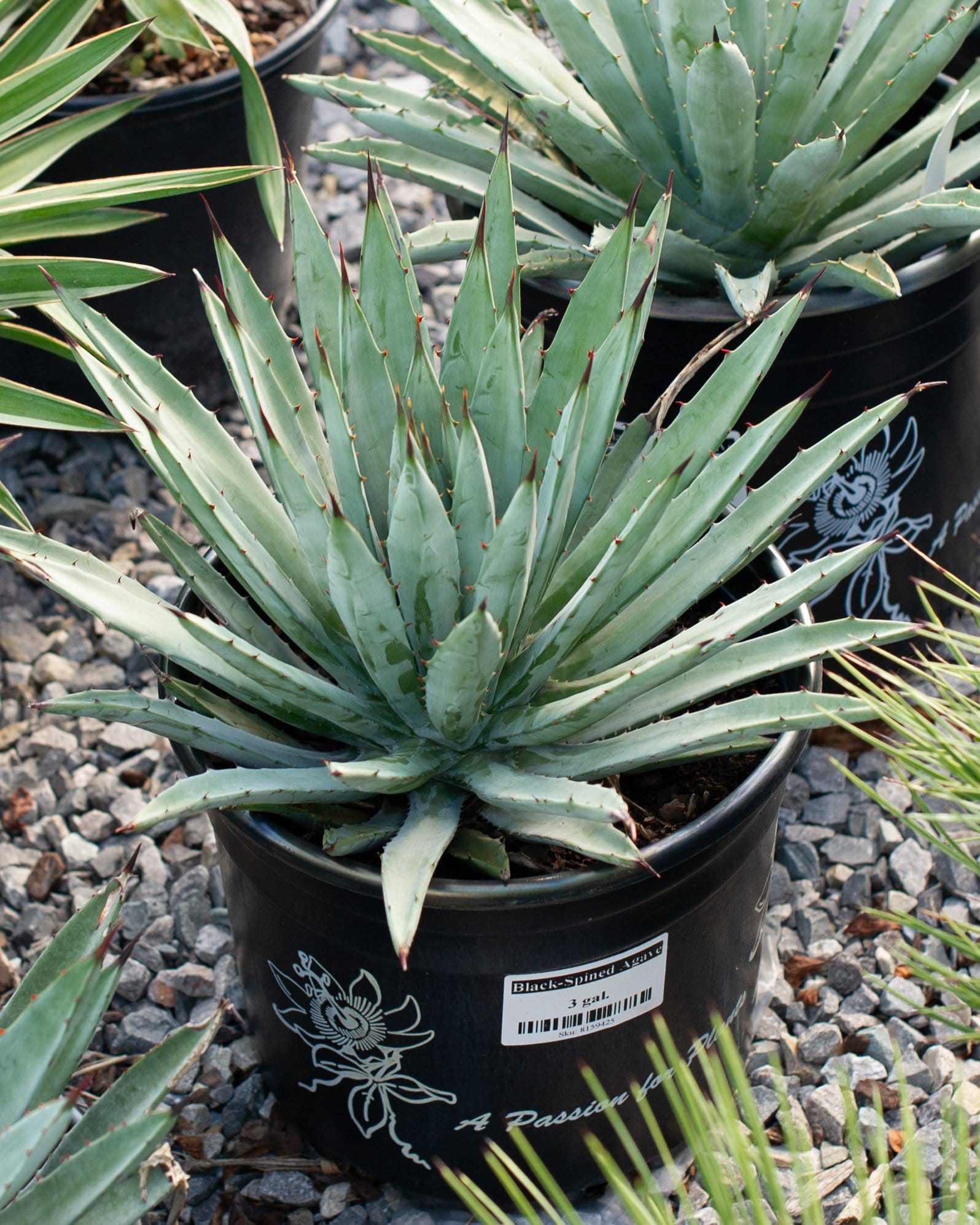 Black-Spined Agave - view 2