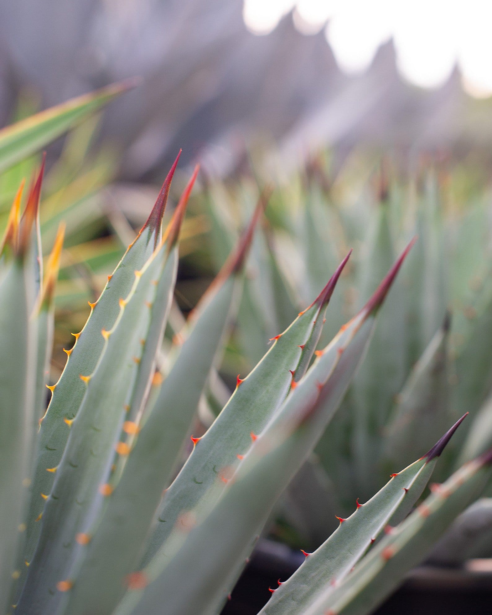 Black-Spined Agave - view 3