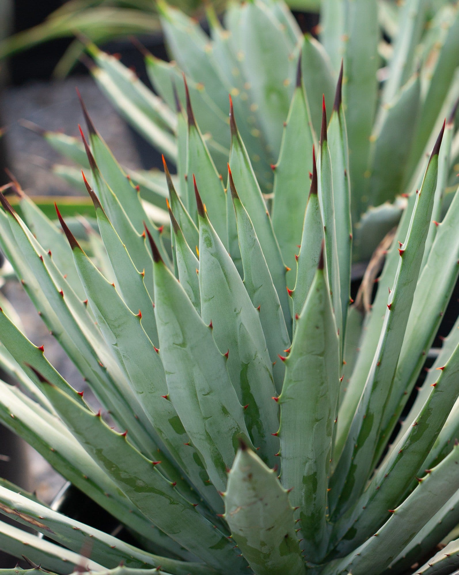 Black-Spined Agave - view 4