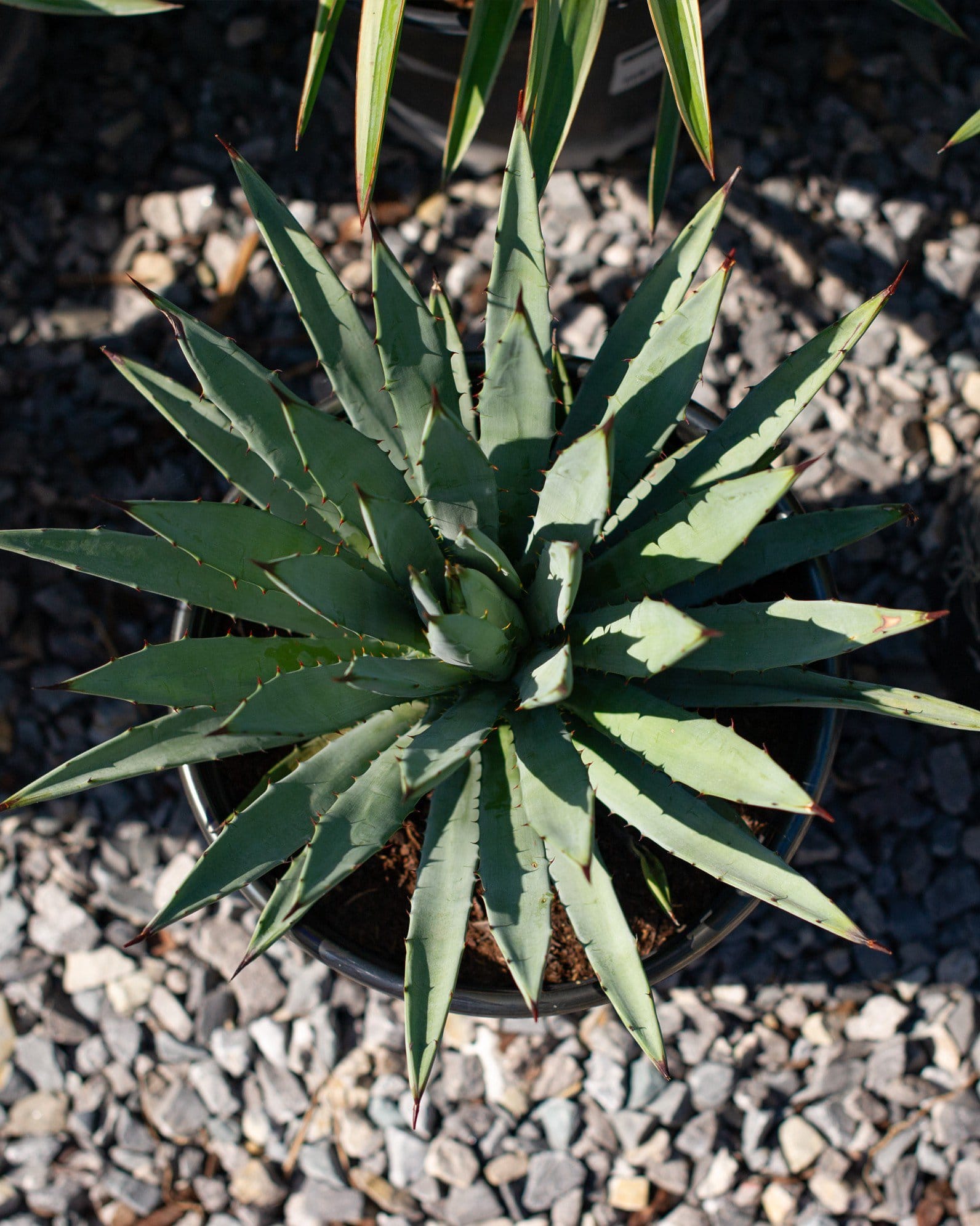 Black-Spined Agave - view 5