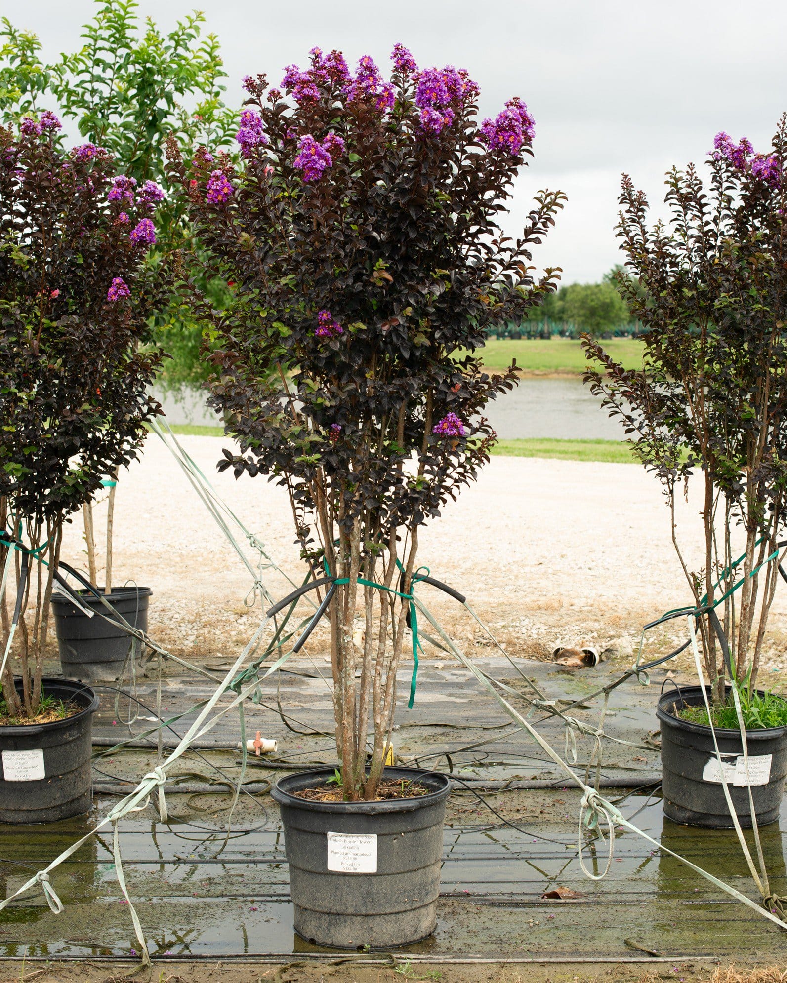 Purple Sage Crape Myrtle - view 2