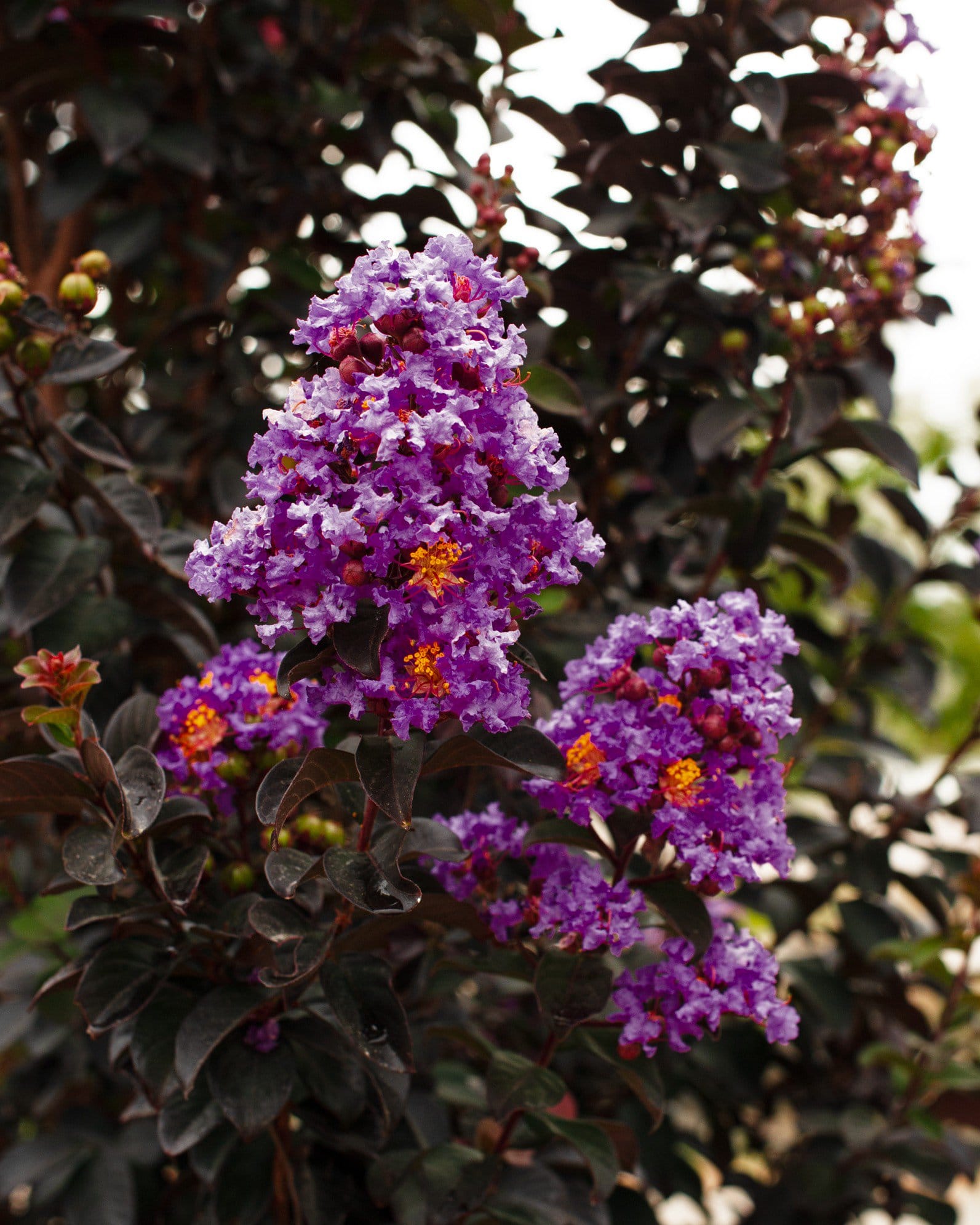 Purple Sage Crape Myrtle - view 3