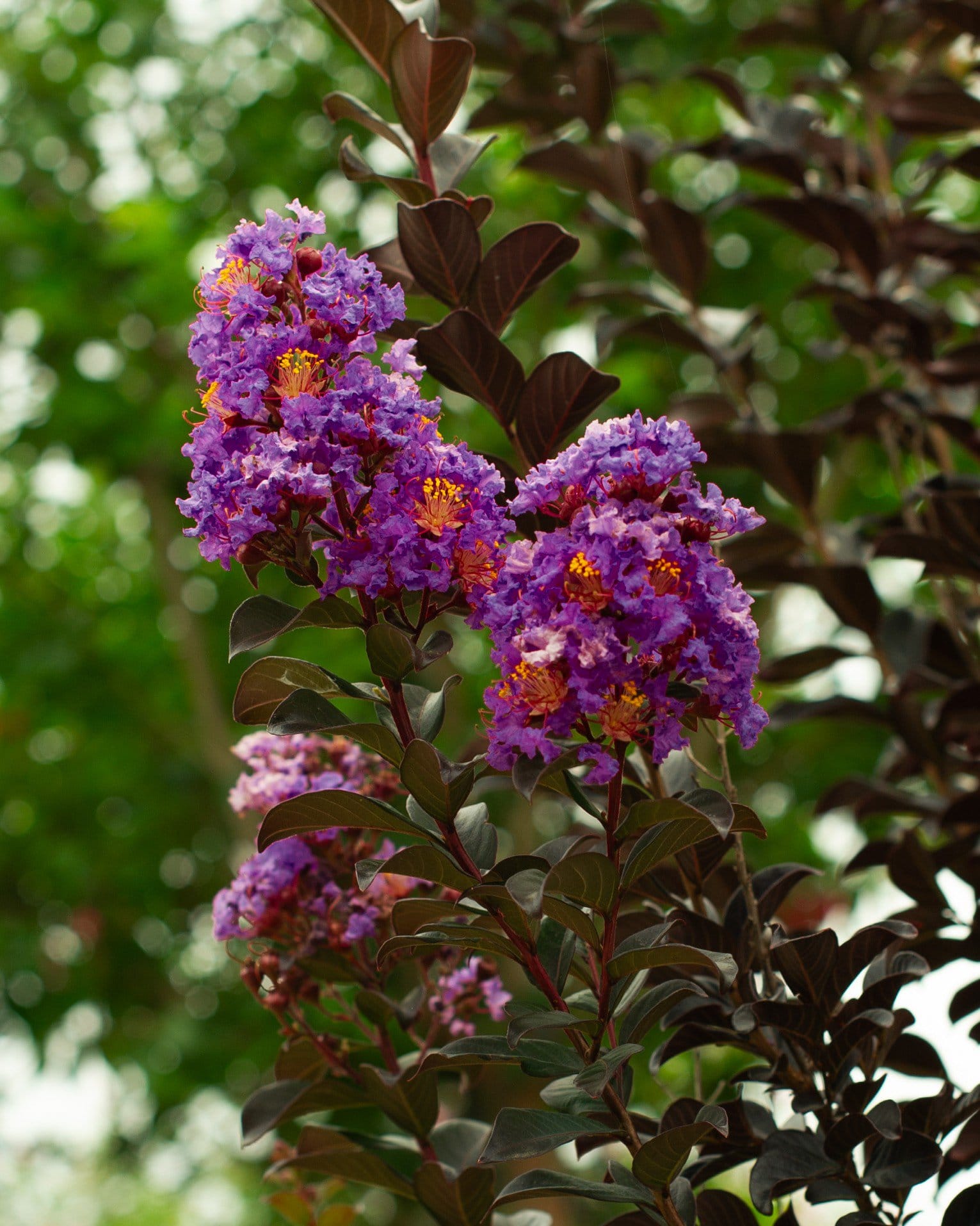 Purple Sage Crape Myrtle - view 4