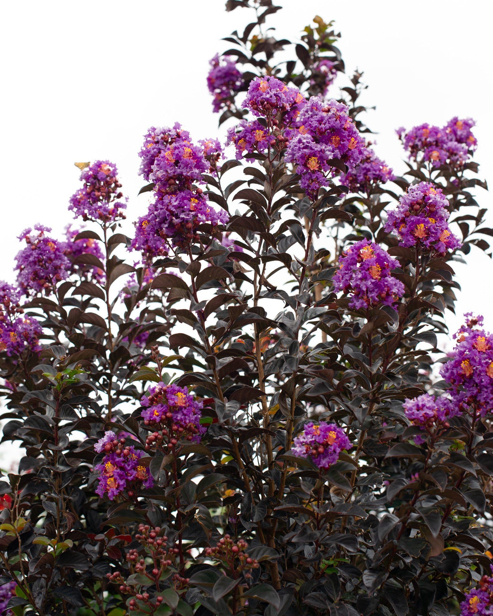 Purple Sage Crape Myrtle - view 5