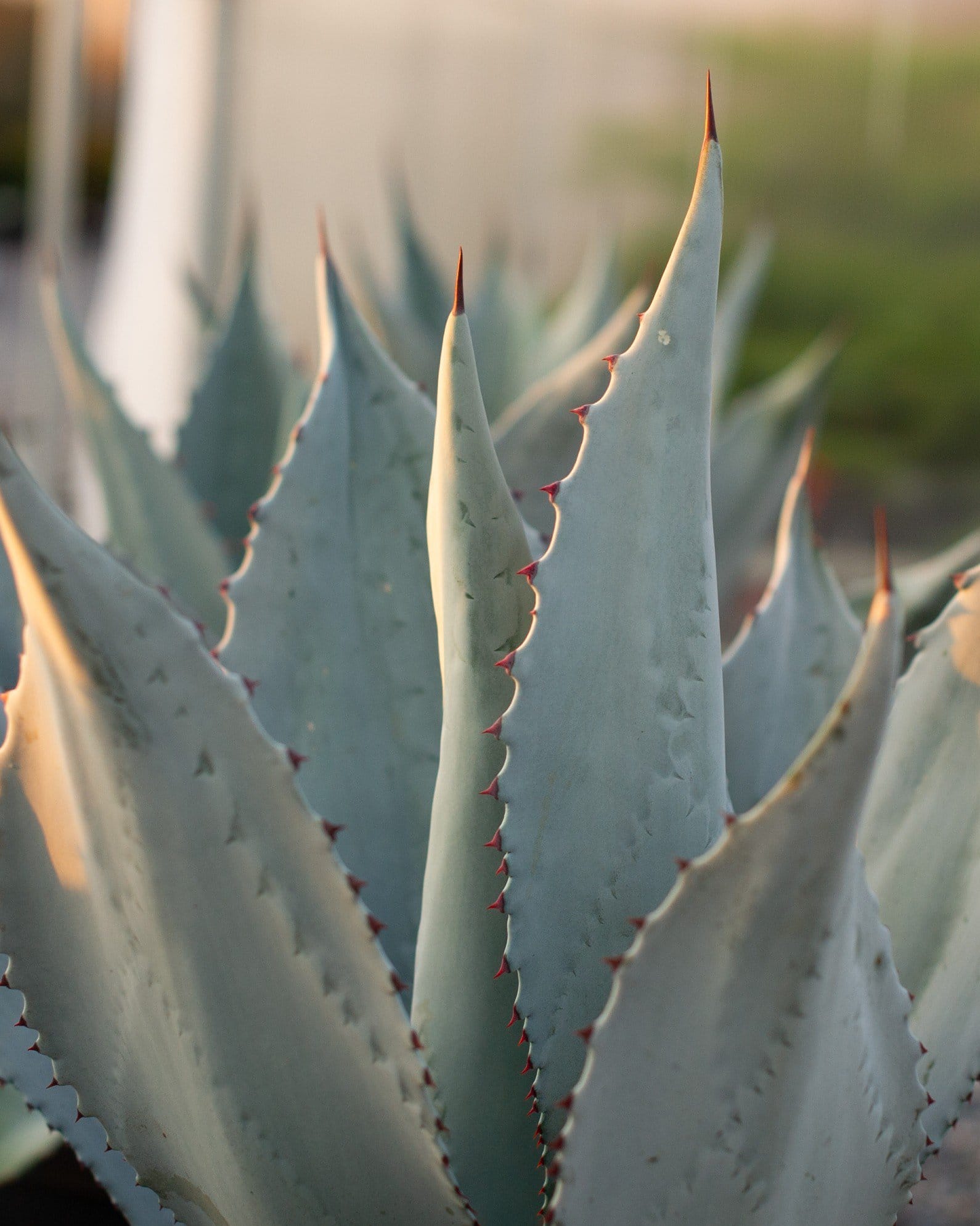 Blue Rough Leaf Agave - view 2