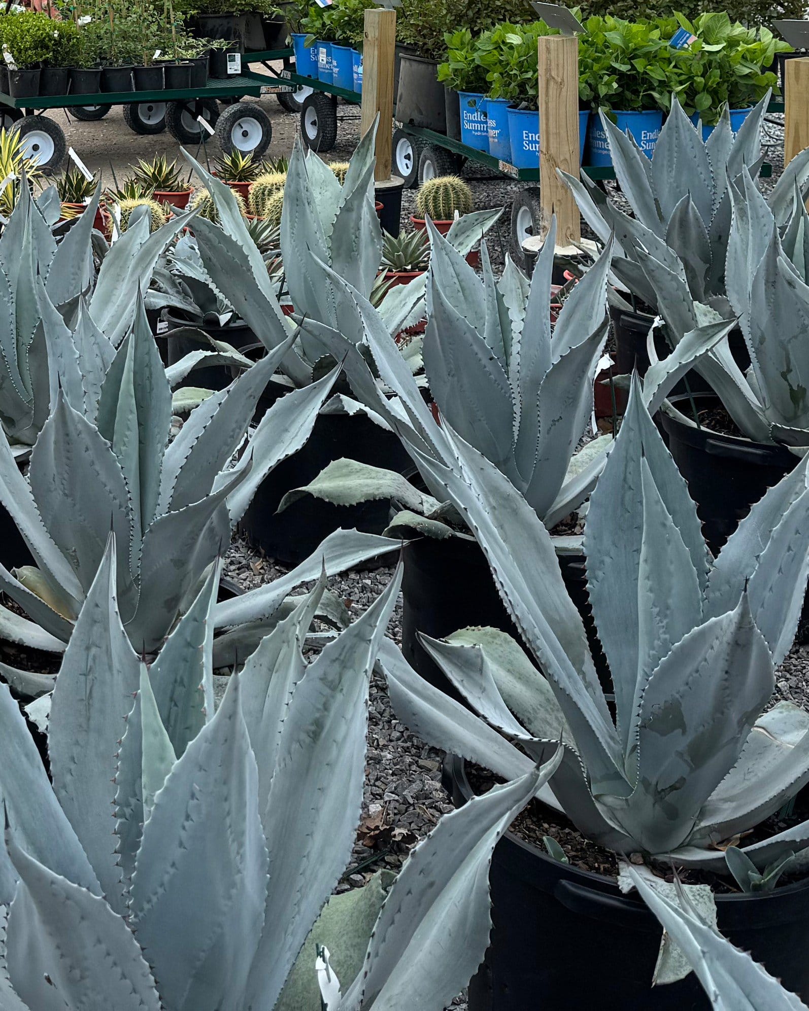 Blue Rough Leaf Agave - view 3