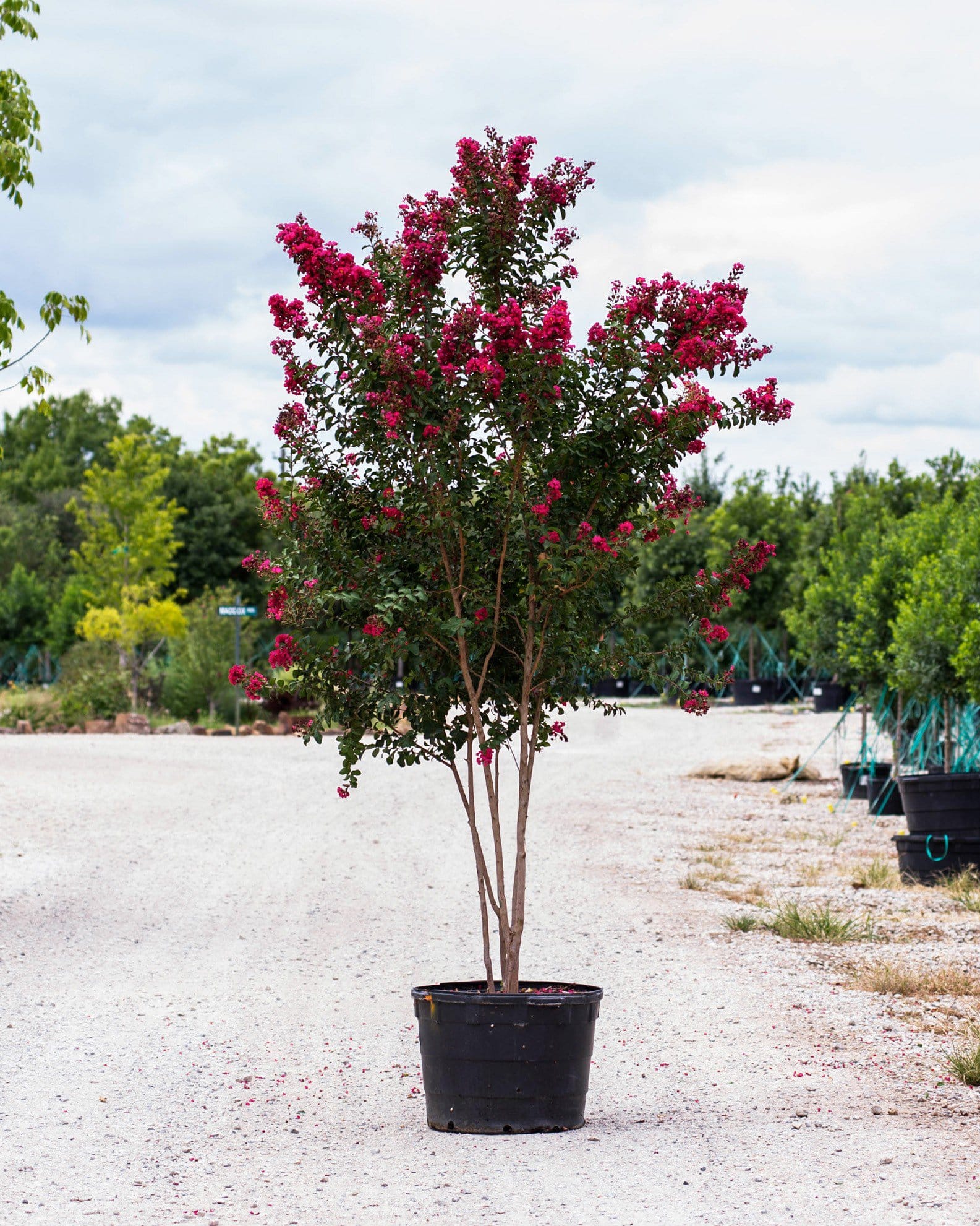 Centennial Spirit Crape Myrtle - view 2