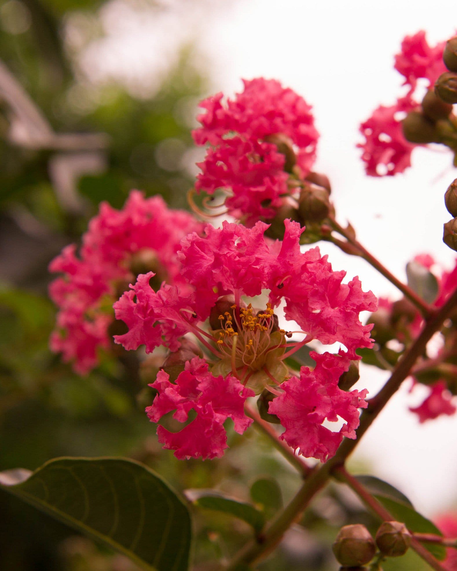 Centennial Spirit Crape Myrtle - view 3